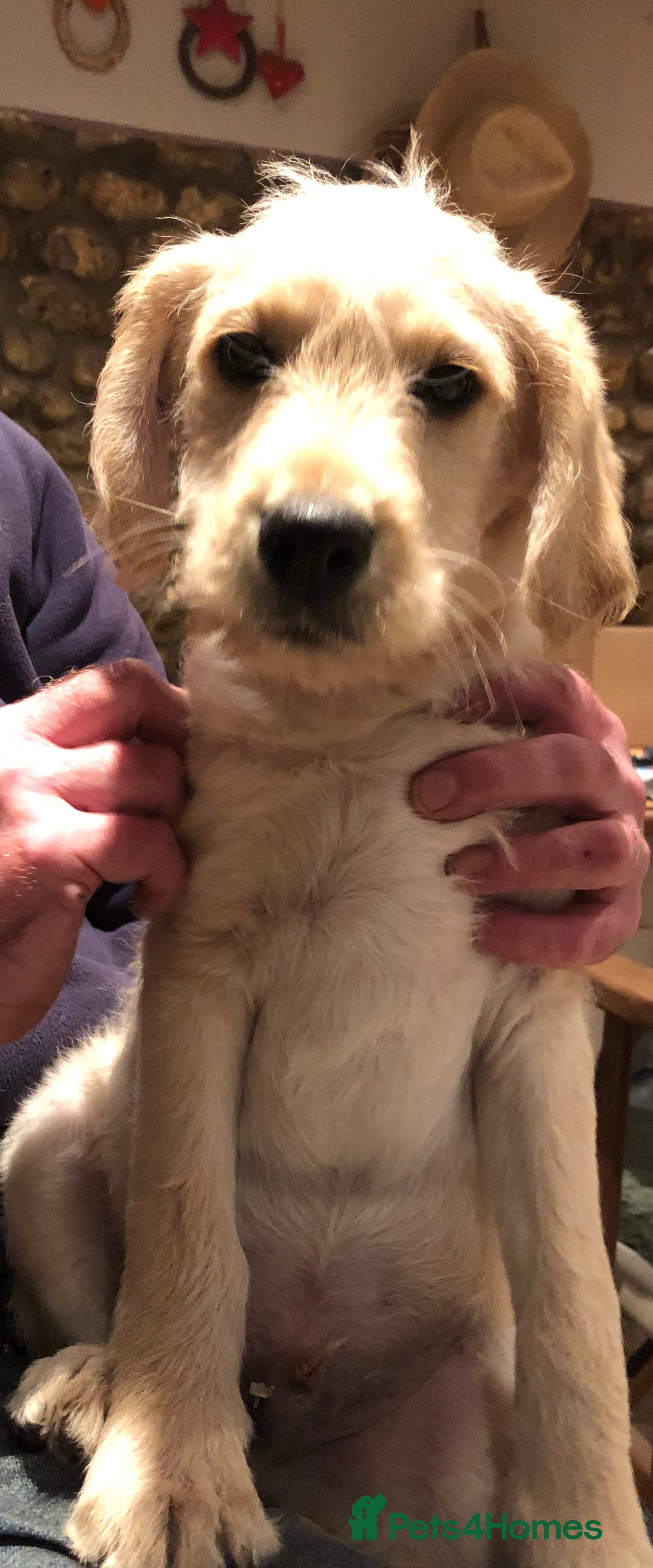 Labradoodle dogs LAST BOY Apricot Standard F1 Labradoodles - Advert 3