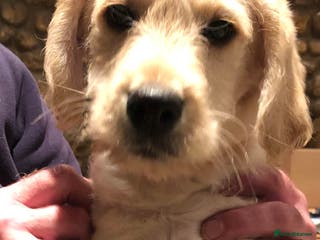 Labradoodle dogs LAST BOY Apricot Standard F1 Labradoodles - Advert 6