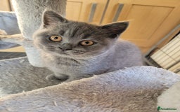 British Shorthair cats for sale: GCCF REG. ACTIVE BSH KITTENS SHOW LINES - Image 9