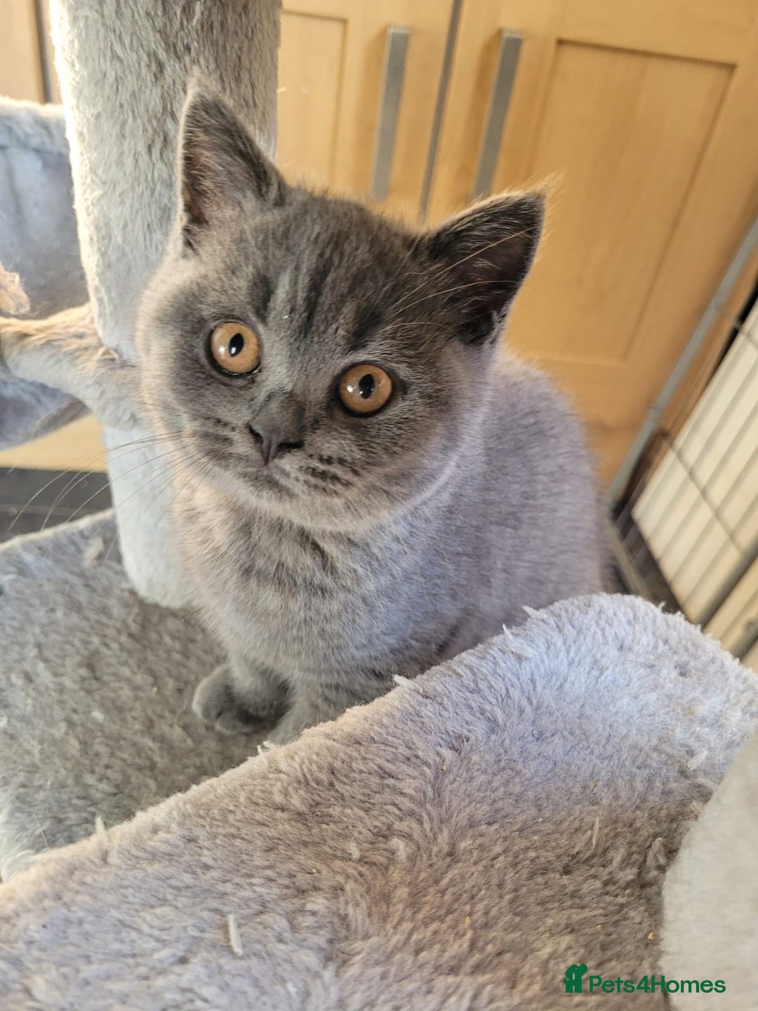 British Shorthair cats for sale: GCCF REG. ACTIVE BSH KITTENS SHOW LINES - Image 9