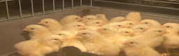 Chickens poultry for sale: Guaranteed Female chicks  - Advert 1