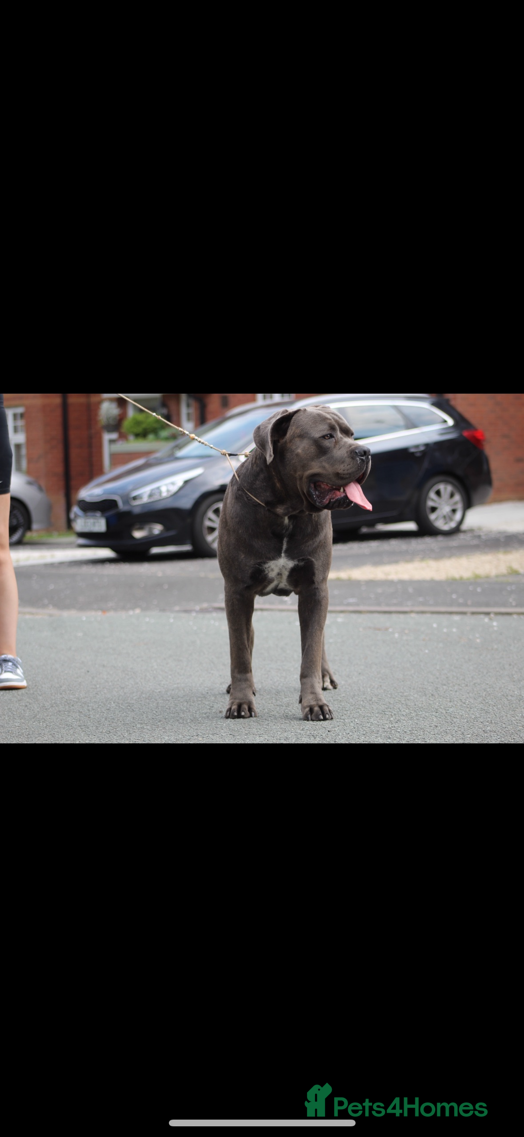Mixed Breed dogs for sale: HUGE “TRI” MERLE CANE CORSO PUPPIES FOR SALE - Image 21