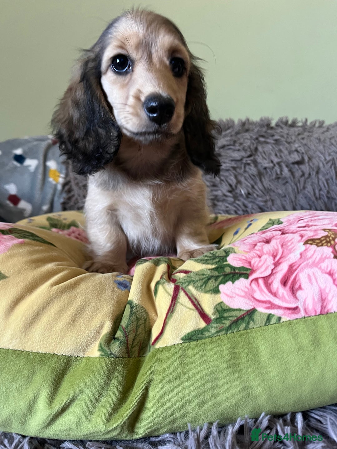 Miniature Dachshund dogs for sale: KCreg Mini Long Haired Dachshund LAST GIRL - Image 26