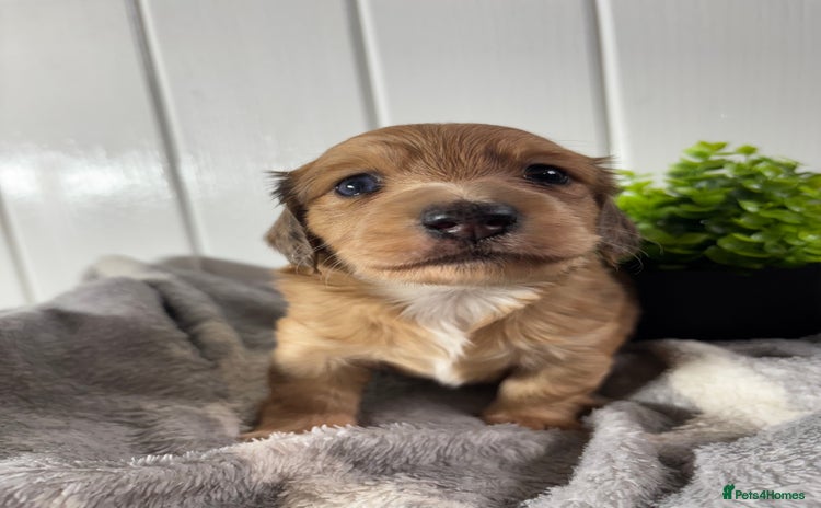 Miniature Dachshund dogs - Advert 4