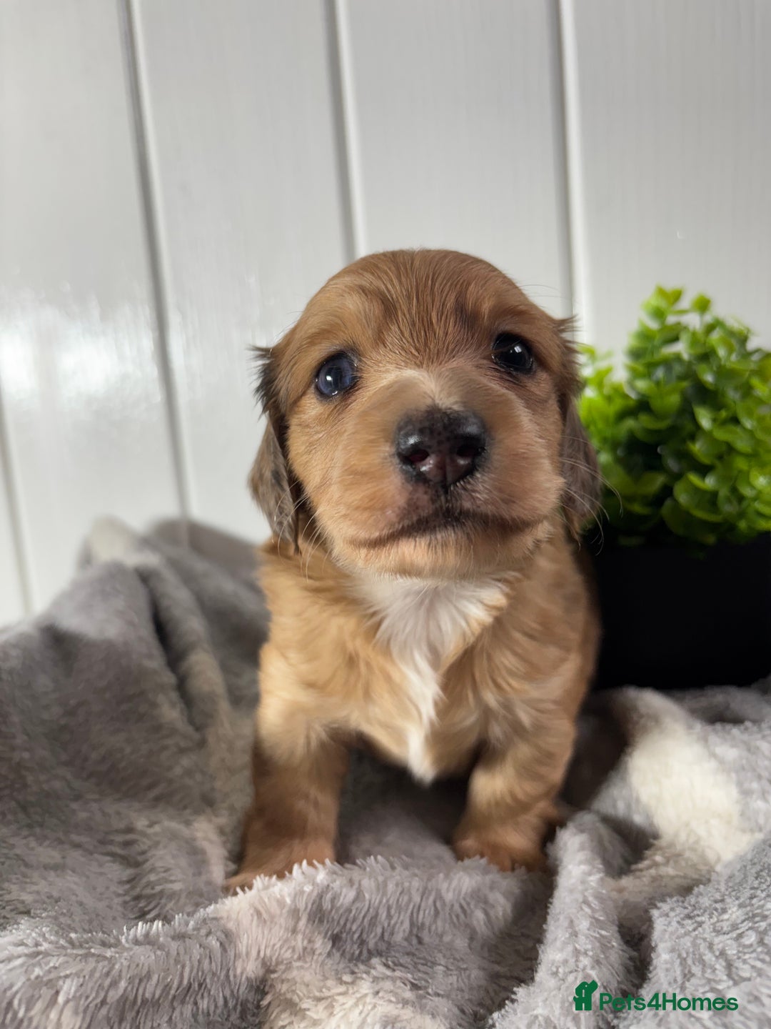 Miniature Dachshund dogs for sale: Beautiful Dachshunds puppies  - Image 1