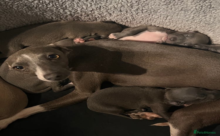 Italian Greyhound dogs - Advert 2