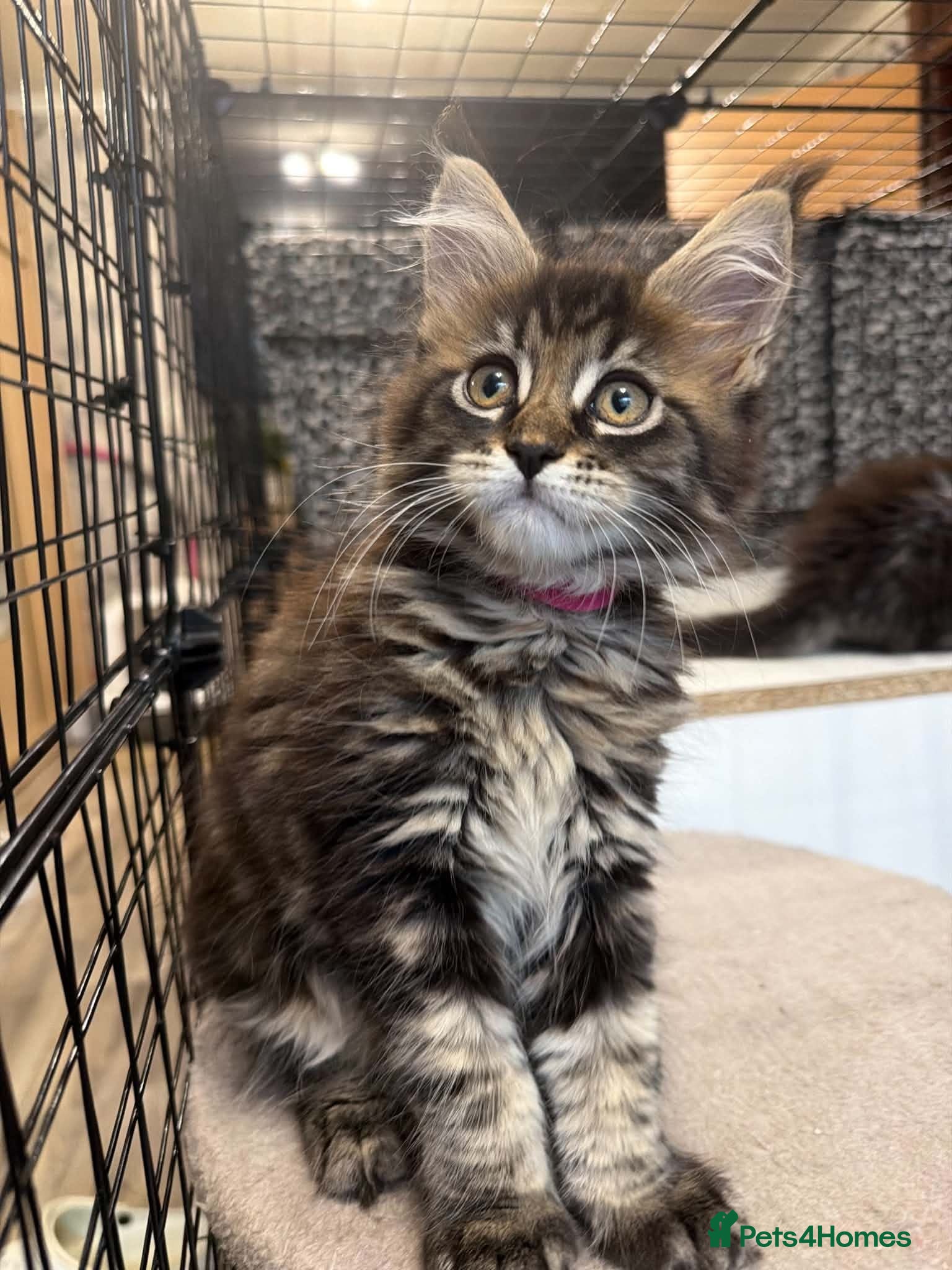 Maine Coon cats Maine Coon Registered TICA - Advert 2