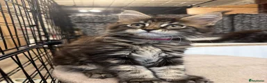 Maine Coon 