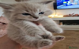 Ragdoll cats for sale: Mink ragdoll babies  - Image 16