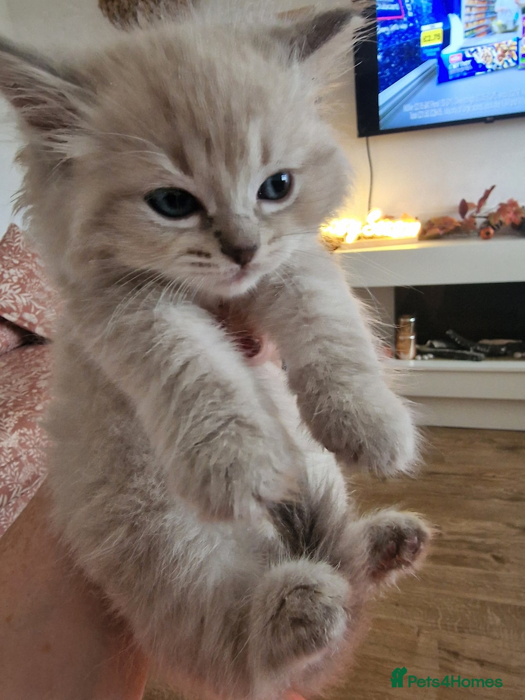 Ragdoll cats for sale: Mink ragdoll babies  - Image 16