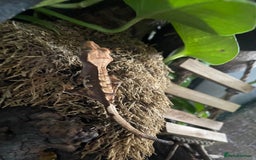 Gecko reptiles for sale: Crested gecko - Image 6