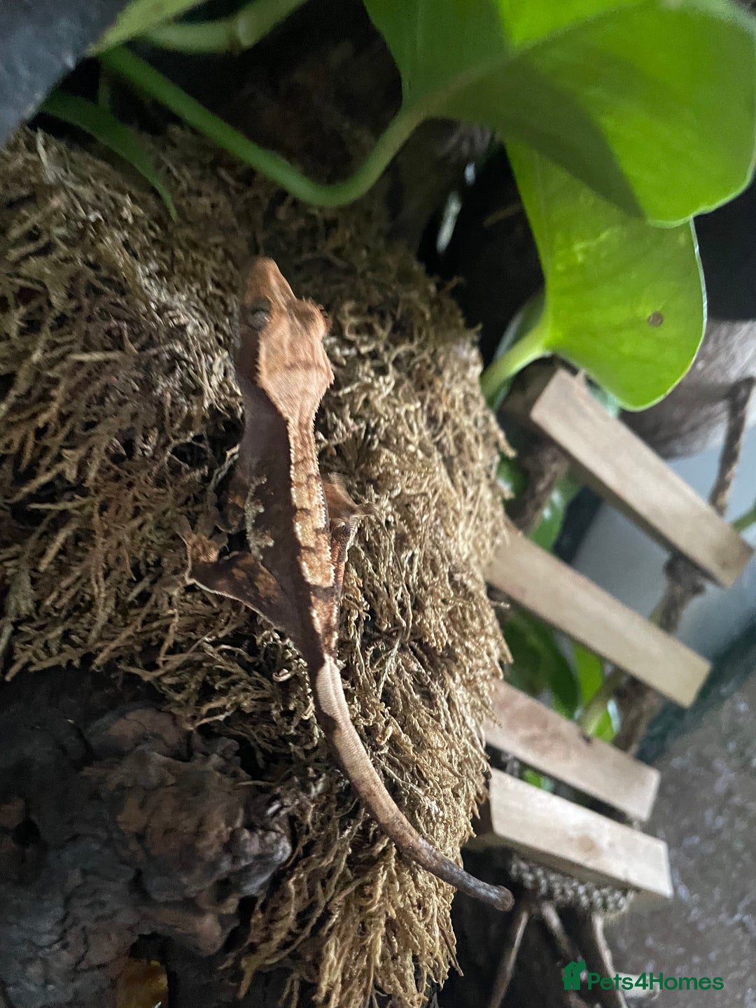 Gecko reptiles for sale: Crested gecko - Image 6