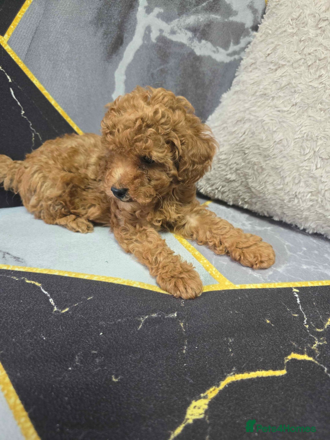 Toy Poodle dogs for sale: 3 Stuninngly cute red toy poodle puppies - Advert 7