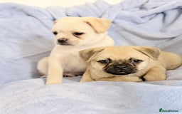 Pomeranian dogs for sale: Pug x Pomeranian mixed breed Puppies  - Advert 4