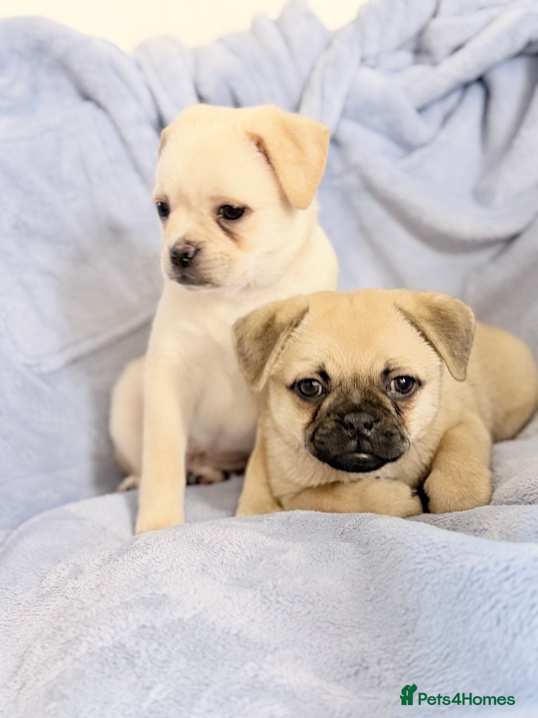 Pomeranian dogs for sale: Pug x Pomeranian mixed breed Puppies  - Advert 4