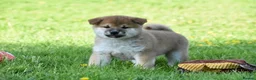 Japanese Shiba Inu dogs for sale: Exceptional Japanese Shiba Inu Puppies - Advert 29
