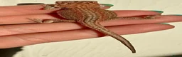 Bearded Dragon reptiles for sale: 🦎 beautiful G stripped dragons 🐉  - Advert 11