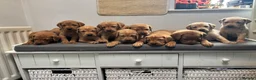 Labrador Retriever dogs for sale: 10 adorable fox red Labrador puppies  - Advert 28