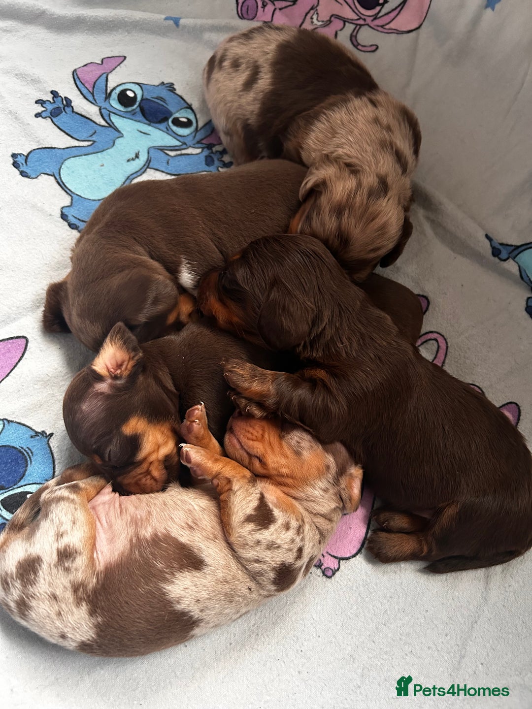 Miniature Dachshund dogs for sale: Miniature Dachshunds  - Advert 8