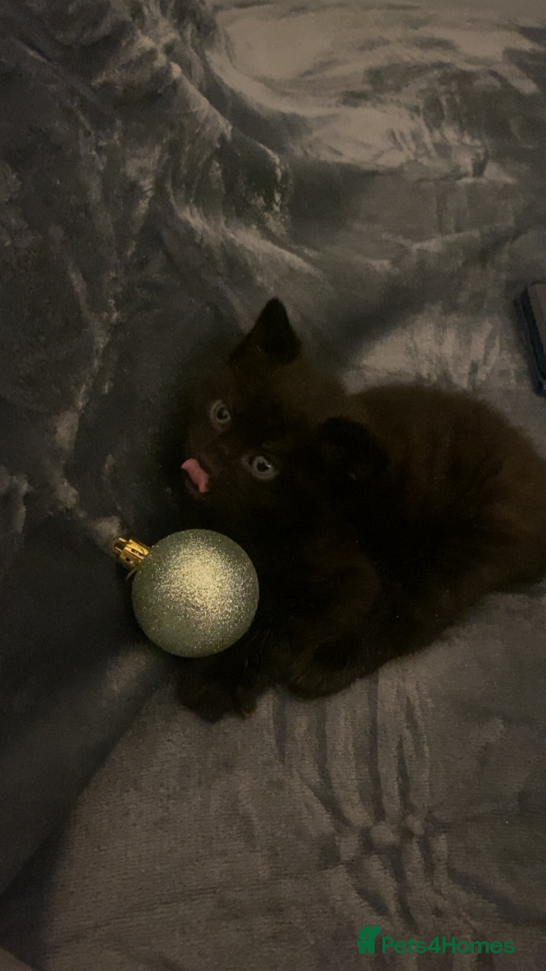 Mixed Breed cats for sale: Mixed bengal and Norwegian kittens  - Advert 15