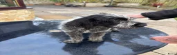 German Wirehaired Pointer dogs for sale: German Wire Haired Pointer Puppies For Sale  in Stanley - Advert 5