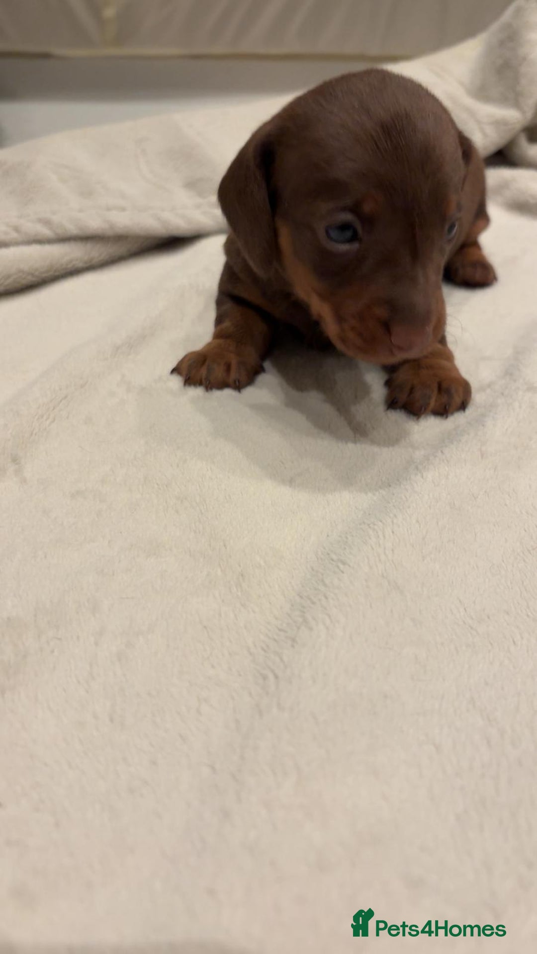 Miniature Dachshund dogs for sale: Adorable Dachshund Puppies - Advert 3