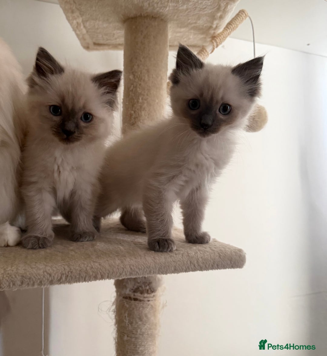 Ragdoll cats for sale: 2 Male Ragdoll Kittens  - Advert 5