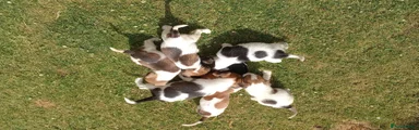 Jack Russell 5