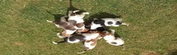 Jack Russell dogs for sale: Working Jack Russell Puppies  in Skipton - Advert 2