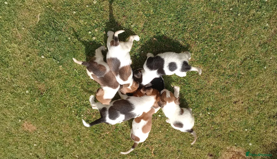 Jack Russell dogs for sale: Working Jack Russell Puppies  in Skipton - Advert 2