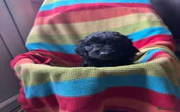 Cockapoo dogs for sale: Extensively health tested Cockapoo puppy’s  - Image 25