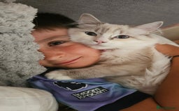 Ragdoll cats for sale: Beautiful Blue Eye, White Female Ragdoll - Image 8