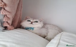 Persian cats for sale: White silver male persian cat kitten sale - Image 3