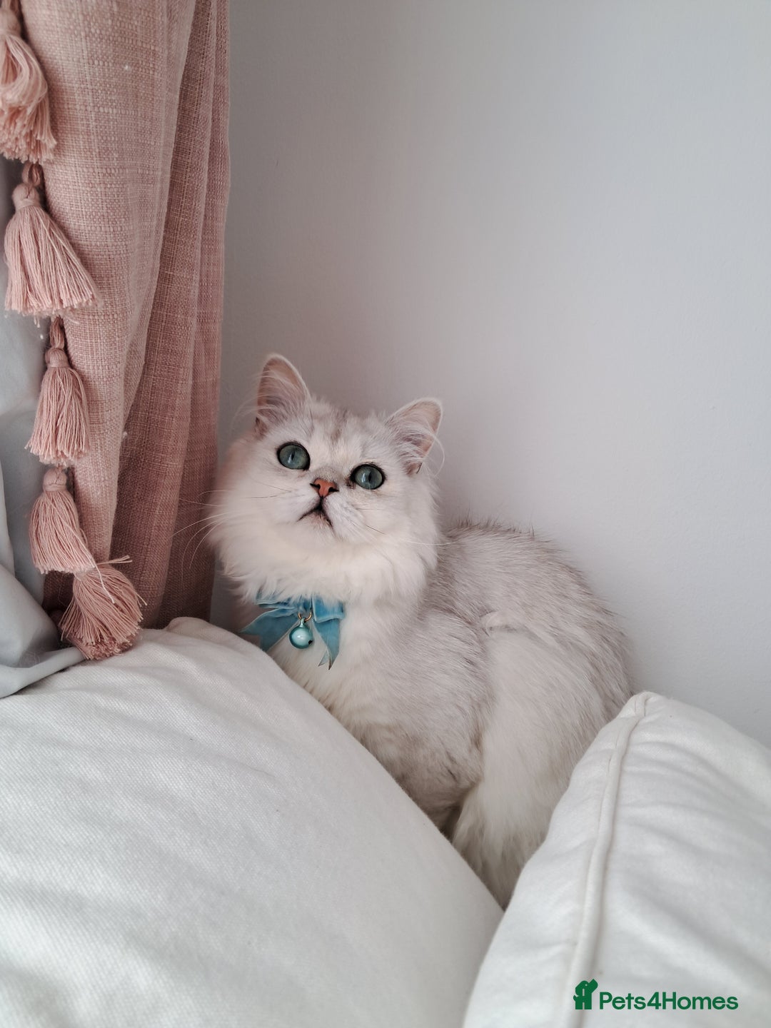 Persian cats for sale: White silver male persian cat kitten sale - Image 3