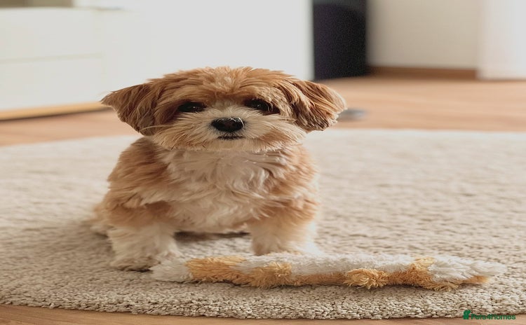 Havanese dogs - Advert 3