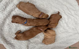 Cockapoo dogs for sale: Gorgeous F2 Cockapoo Puppies - Image 10
