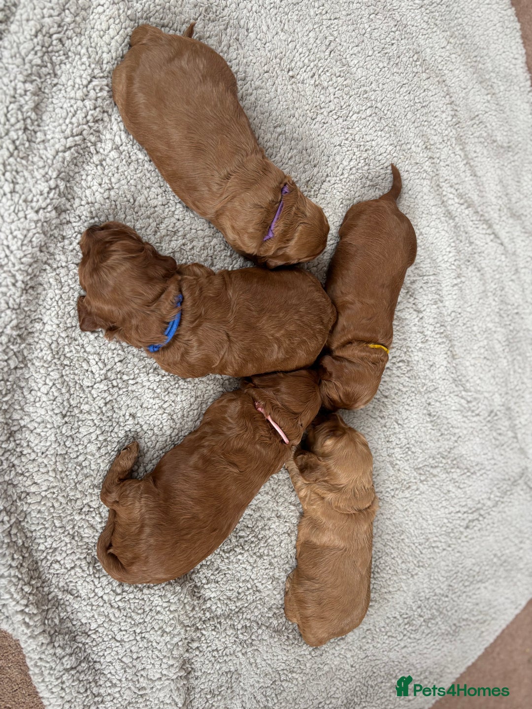 Cockapoo dogs for sale: Gorgeous F2 Cockapoo Puppies - Image 10