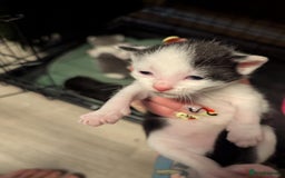 British Shorthair cats for sale: Mixed British Short hair kitten  - Image 4