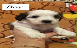 Bichon Frise dogs for sale:  ** s for  **  from your family  - Image 6