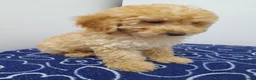 Miniature Poodle dogs for sale: Beautiful miniature poodle puppies ready now - Advert 23