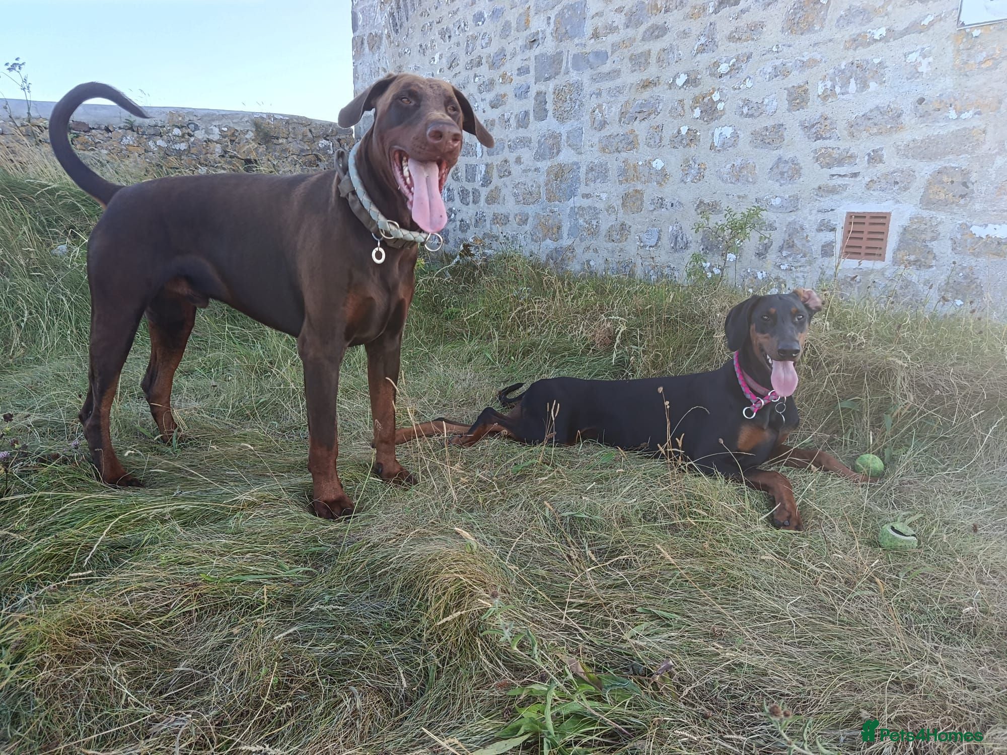 Dobermann dogs Dobermann puppies - Advert 4