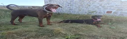 Dobermann dogs for sale: Dobermann puppies - Advert 4
