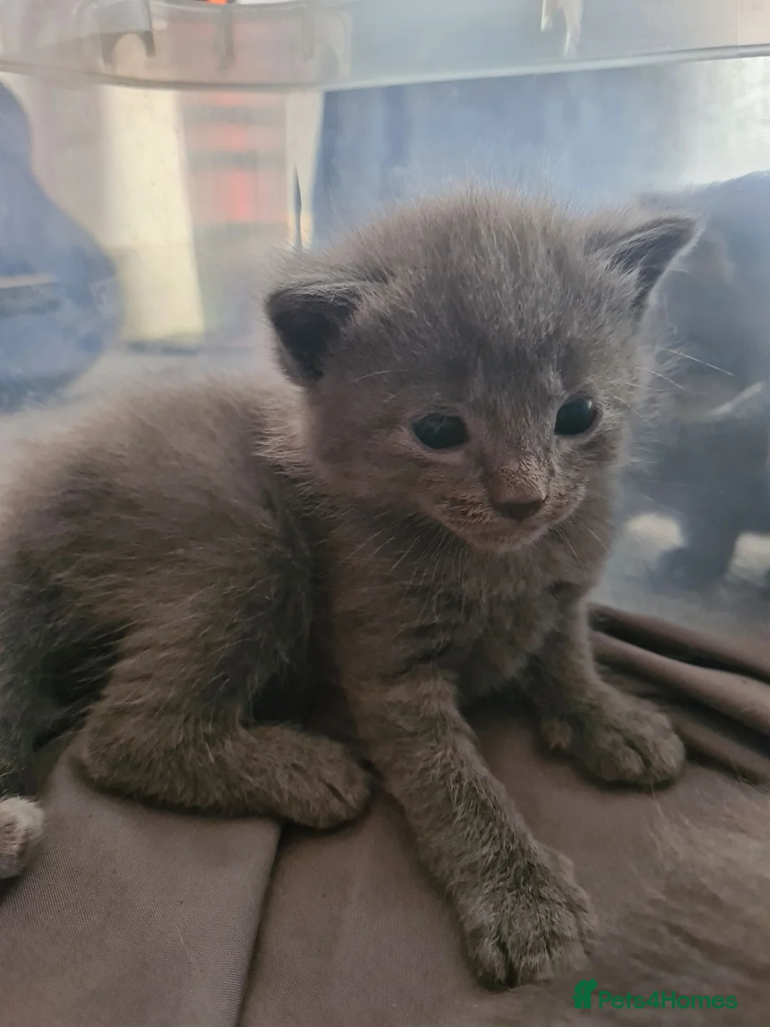 Mixed Breed cats for sale: Beautiful blue ragdoll crosses - Advert 2