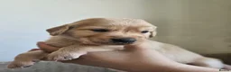 Golden Retriever dogs for sale: Golden Retriever Pup's for sale. - Advert 10