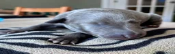 Whippet dogs for sale: KC Reg blue whippet puppies in Ledbury - Advert 29