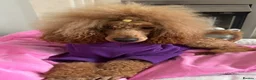 Poodle dogs for sale: Red Moyen Klein Poodle  - Advert 1
