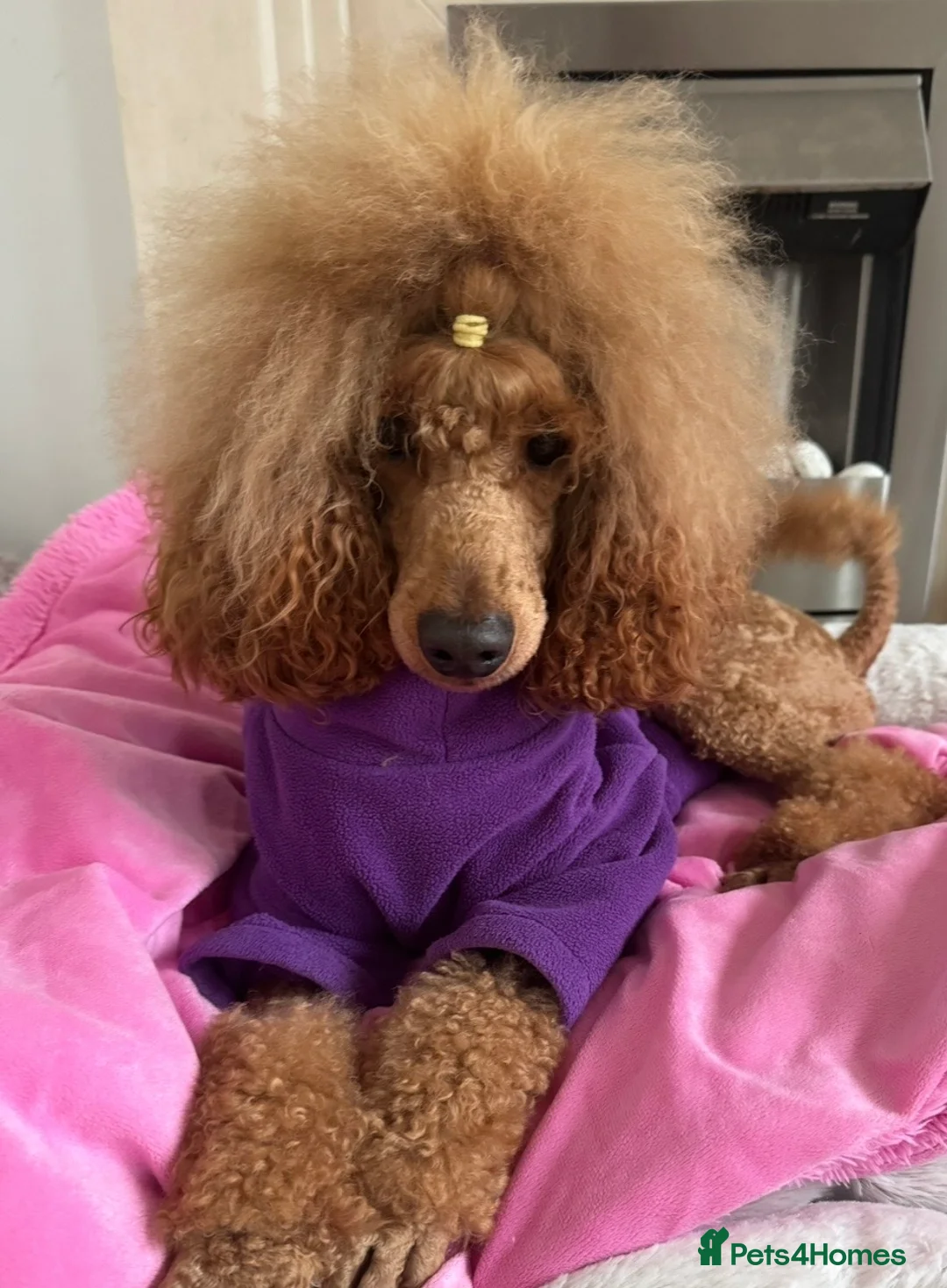 Poodle dogs for sale: Red Moyen Klein Poodle  - Advert 1