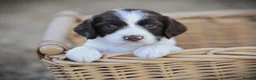 English Springer Spaniel dogs for sale: English springer spaniel puppies  in Exeter - Advert 19