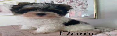 Domi 🩷 Girl Biewer Yorkshire Terrier Puppy 2 xs