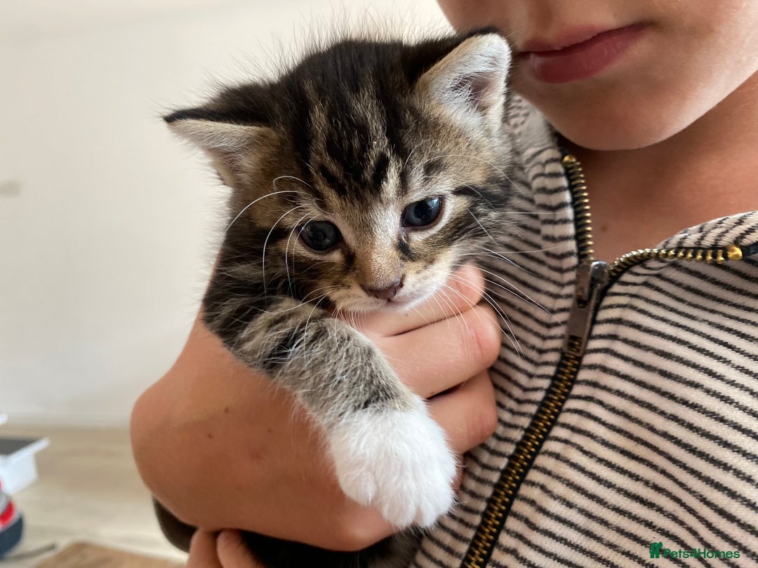 Mixed Breed cats for sale: Four beautiful little kittens - Image 5